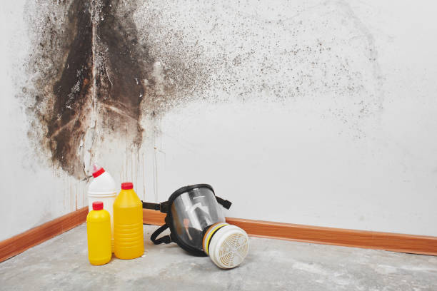 Best Toxic Mold Removal  in Lowesville, NC
