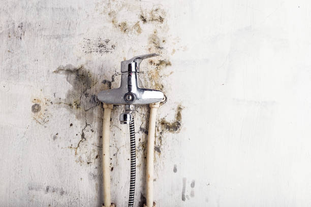 Best Affordable Mold Removal  in Lowesville, NC
