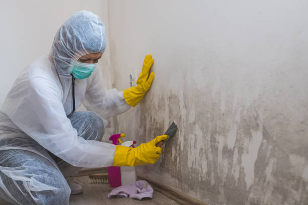 Best Same-Day Mold Removal  in Lowesville, NC
