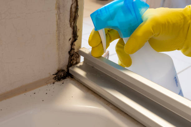 Home Mold Removal in Lowesville, NC