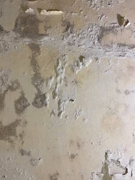 Best Local Mold Removal Service  in Lowesville, NC
