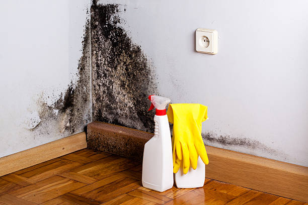 Best Fast Mold Removal  in Lowesville, NC