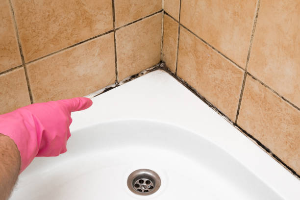 Trusted Lowesville, NC Mold Removal Experts